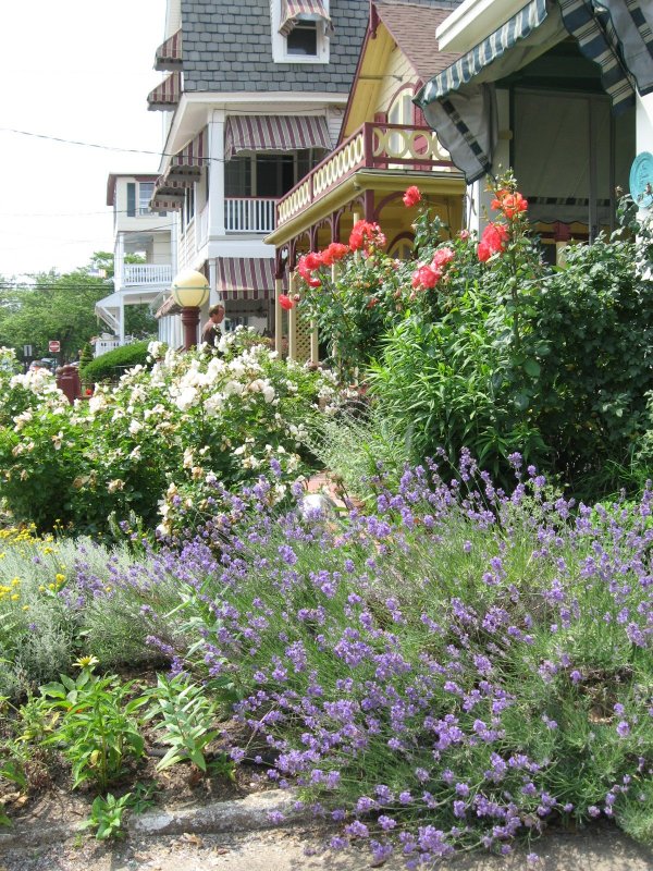 Lavender perfumes your front entrance